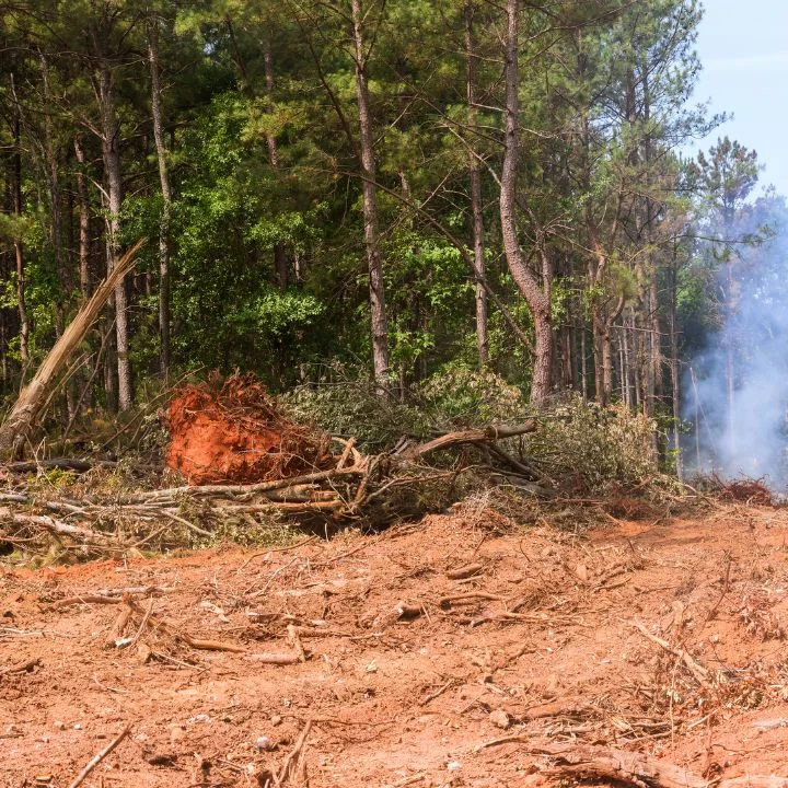 Cleared forest land with felled logs, red soil, and controlled burn pile among standing trees