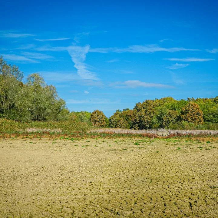Cleared sandy beach with vegetation removal, tree line backdrop