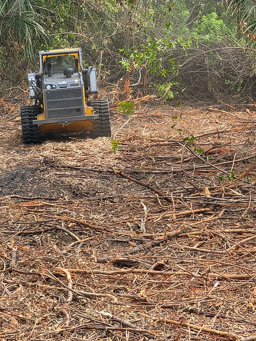 Compact track loader clearing dense brush and fallen logs from overgrown wooded property