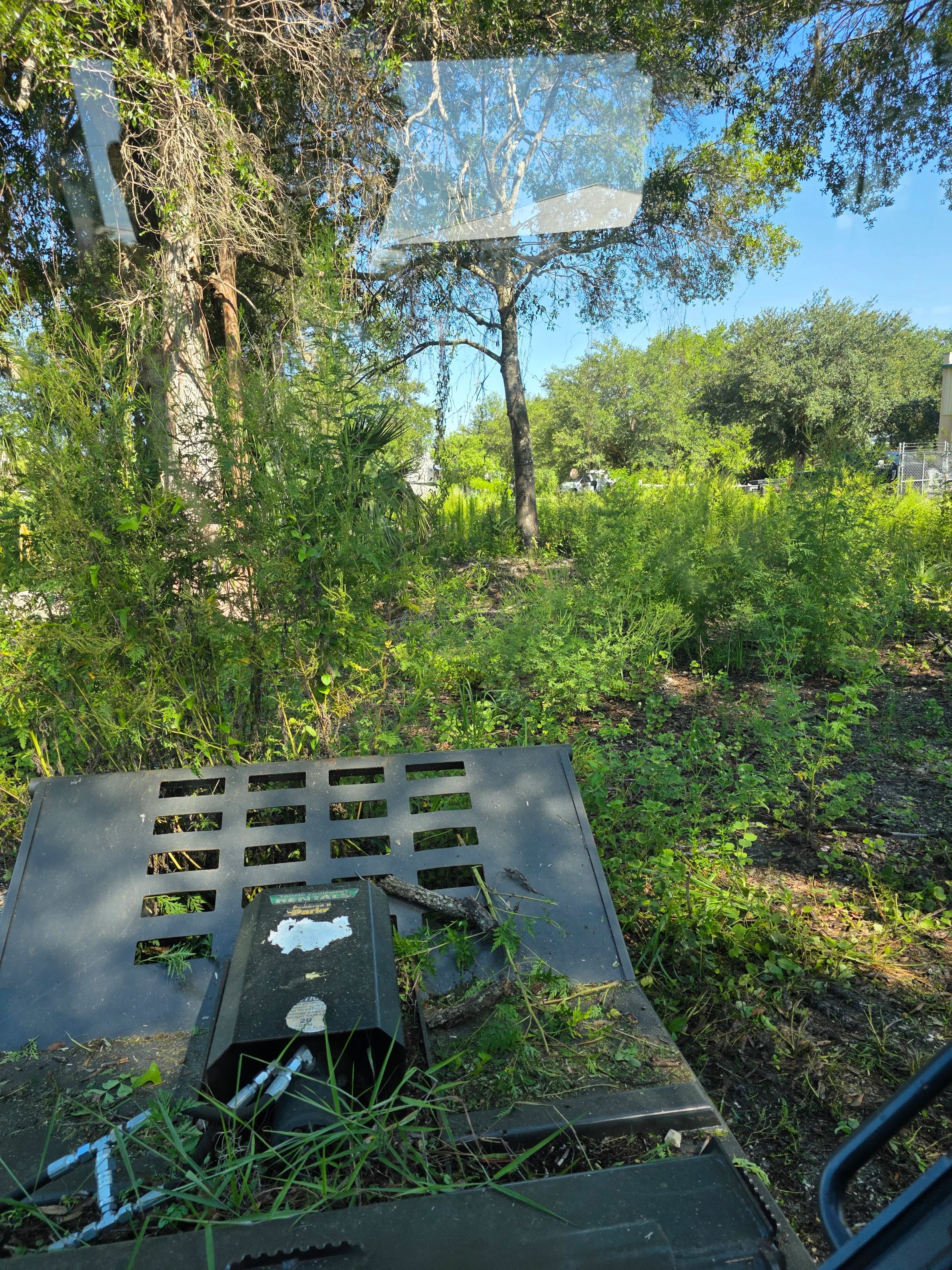 Overgrown yard with dense vegetation, metal debris, and mature trees before clearing
