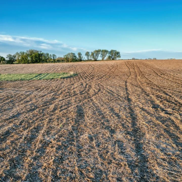 Cleared agricultural field with uniform rows and graded soil, tree line in background